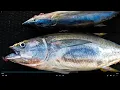 Native Sun Sport fishing Tuna trip 22nd St Landing