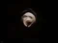 Halloween III: Season of the Witch (1982) -  TV Spot 01
