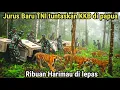 TAKTIK CERDIK TNI RATUSAN HARIMAU DI LEPAS DI HUTAN TEMPAT PERSEMBUNYIAN OPM DI PAPUA?