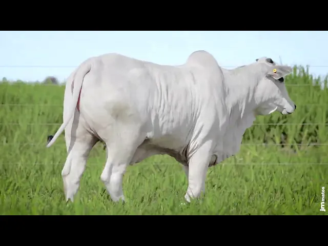 Novilha Nelore MMAR - 4307