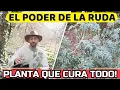 Download Lagu 🌿Que ENFERMEDADES Cura La RUDA? Que NUNCA Te Falte En Casa! | Propiedades Planta De Ruda!