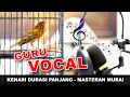 Download Lagu WAJIB DENGAR!! Kenari Gacor Durasi Panjang - Guru Vocal Murai Batu #canarysinging   #kenarigacor