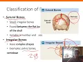 API Skeletal System Part 1
