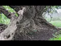 Dian Piesesha - Kucoba Hidup Sendiri (Official Lyric Video)