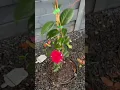 Download Lagu First Camellia flower in this plant