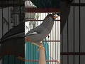 Download Lagu pancingan paling ampuh untuk poksay Mandarin malas bunyi #poksaymandarin #birds
