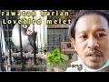 Lagu Rawatan Harian Lovebird Melet | Lovebird Mangap #AfhitTronton