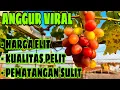 Download Lagu ANGGUR VIRAL 2024 | Harga Elit, Kualitas Pelit Dan Pematangan Sulit‼️🔥🍇