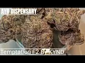 Temptation F2 By KYND Review AYR DISPENSARY