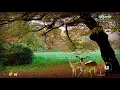 Download Lagu [Lyrics] Tàn Tro - Nokoribi -- Mayumi Itsuwa
