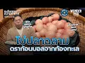 Download Lagu ชิมไข่ปลาฉลาม !!! #wonderfood #รสชาติช่างสงสัย