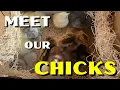 Meet Our Chicks