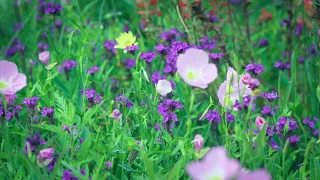 Download Morning Fog and Wild Flowers 4K MP3