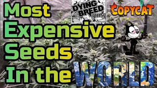 The Most Expensive seeds in the world