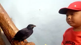 anakan burung ciung batu anis biru 