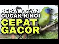 Download Lagu perawatan dan makanan cucak kinoi agar cepat gacor