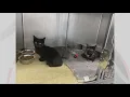 Tuscarawas County Sheriff s Office searching for suspect who dropped off cats