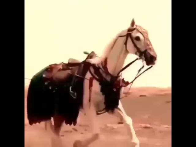 ⁣‏‏.           ياحسين ياحسين