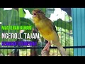 Download Lagu SUARA BURUNG Kenari GACOR PANJANG INI Cocok untuk Masteran KENARI PAUD dan Kenari Macet BUNYI