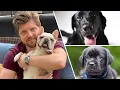The Lab Dethroned as America s Most Popular Dog Breed The Clay Travis Buck Sexton Show