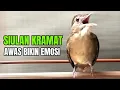 Download Lagu SUARA PANCINGAN KAPAS TEMBAK SIULAN BESET ‼️NAIKAN EMOSI BUNYI