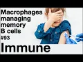Download Lagu Immune 93: Macrophages managing memory B cells