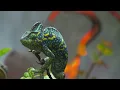 Camouflaged Animals Quiet Relaxing Music - Calm Classroom Acoustic Guitar Music
