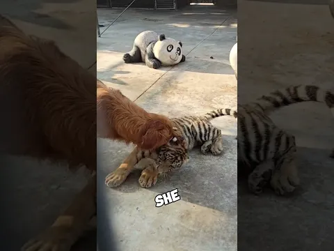 The Tiger's Dog Mother #animals#funny #cute #love #lovestory #dog #tiger #goldenretriever
