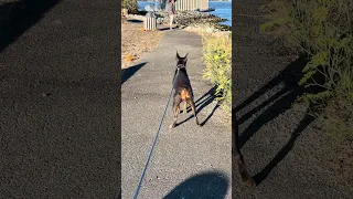 Good morning.. #fyp #dream #youtube #doberman #pets