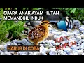 Download Lagu suara pikat anak ayam hutan paling ampuh HARUS DI COBA