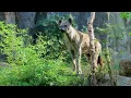 Download Lagu Why Hyenas Are the Real Kings of the Savannah: what do humans need to conserve-are hyean scavengers?