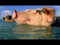 These Swimming Pigs Live a Cushy Lifestyle in the Bahamas