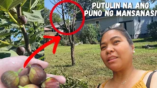BUHAY AMERIKA: PANAHON NA PARA TABASIN ANG ATING APPLE TREE!