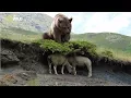Download National Geographic | Giant Prehistoric Bear | New Documentary HD 2018 mp4 3gp mp3 videos - waplic