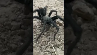 Seeing spiders in the wild is awesome. This is a big Ebony tarantula spider. #spider #tarantula￼