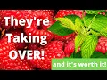 Download Lagu Watch This Before Planting Raspberries | Pruning Fall Bearing Heritage Raspberries | Guten Yardening