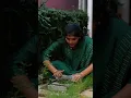 Download Lagu Black Dosa😀 Bhringraj Dosa | Karisalangkanni Spinach | Daisy #herbal #healthtips #nature #villagelife
