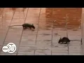 Rodents spotted at McDonald s inside Dinuba Walmart