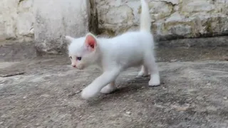 Tiny White Kitten Takes His VERY FIRST Steps! (Heart-Melting Meows 🥺)