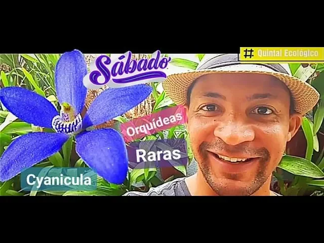 ORQUÍDEAS RARAS EP 2, CYANICULA A ORQUÍDEA AZUL