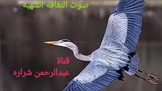 صوت النغاقه الشهبه للصيد 