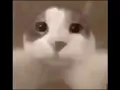 cat kissing camera