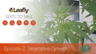 Seed to Sale How Legal Cannabis is Grown - Episode 2