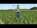 Early Season Corn Nitrogen Strategies