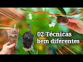 Download Lagu INOVAÇÃO DAS TÉCNICAS | FIBRA DA BANANEIRA E ENCOSTIA