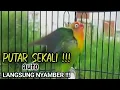 Download Lagu PANCINGAN LOVEBIRD Ngekek Panjang PALING AMPUH, LB Bahan Cepat GACOR Ngetik Mantab Ngekek Panjang