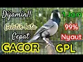 Download Lagu AMPUH‼️ UNTUK PANCINGAN GELATIK BATU SUPAYA CEPAT BUNYI DAN GACOR