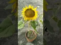 Download Lagu How to grow sunflower from seeds #sunflower #shorts