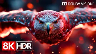 next level hdr performance 8k dolby vision 60fps 4k 8k tv 