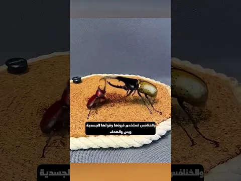 شاهد اغرب انواع المصارعات!!